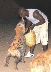 Man feeding wild Hyenas - Harar, Ethiopia